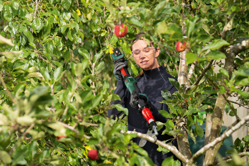 Garten, Natur, Draußen, Apfel, Obst
